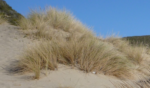 erba delle dune