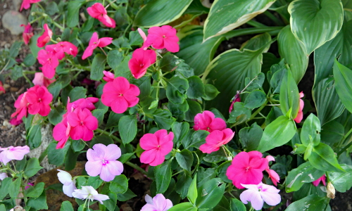 impatiens