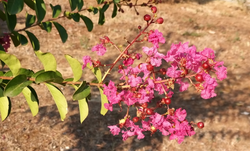 lagerstroemia