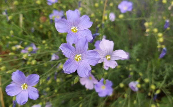 fiori del lino alpino