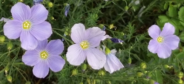 fiori di lino alpino