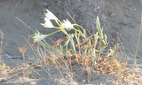 gigli delle dune