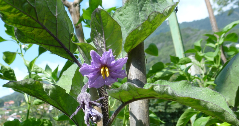 fiore di melanzane