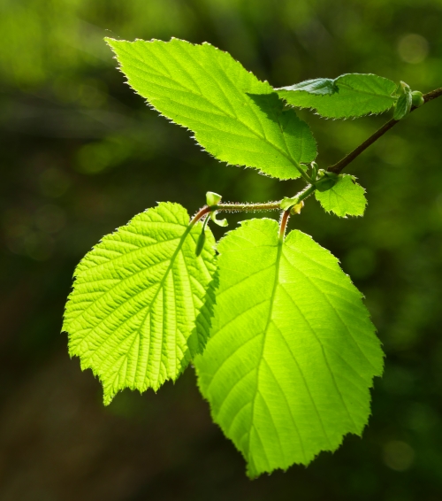 Foglie giovani di nocciolo