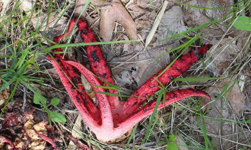 fungo rosso