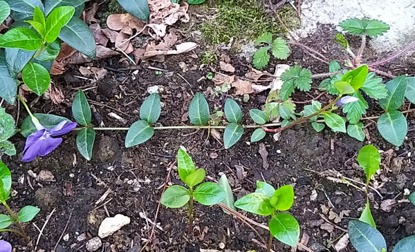 pervinca fusti striscianti