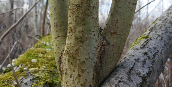 salicone corteccia