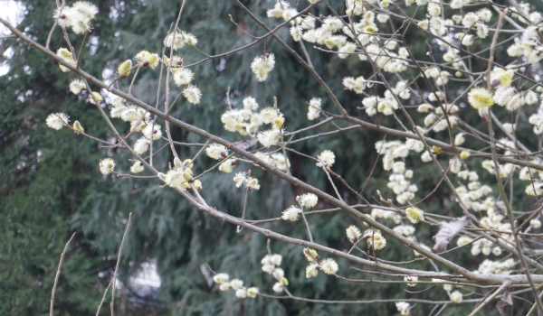 salicone in fiore