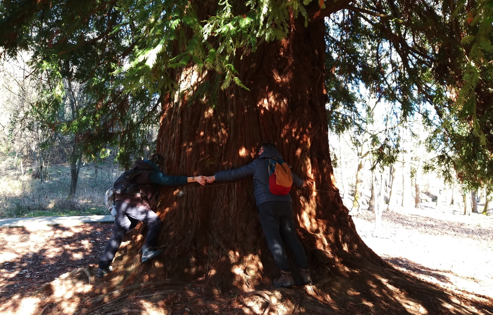 sequoia gigante chiavazza