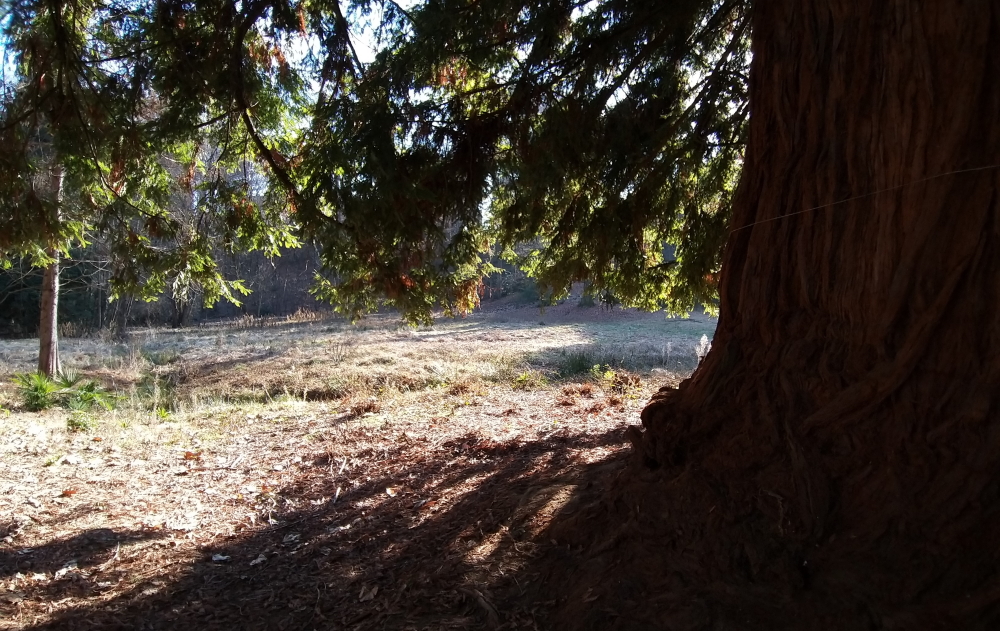 sequoia gigante chiavazza