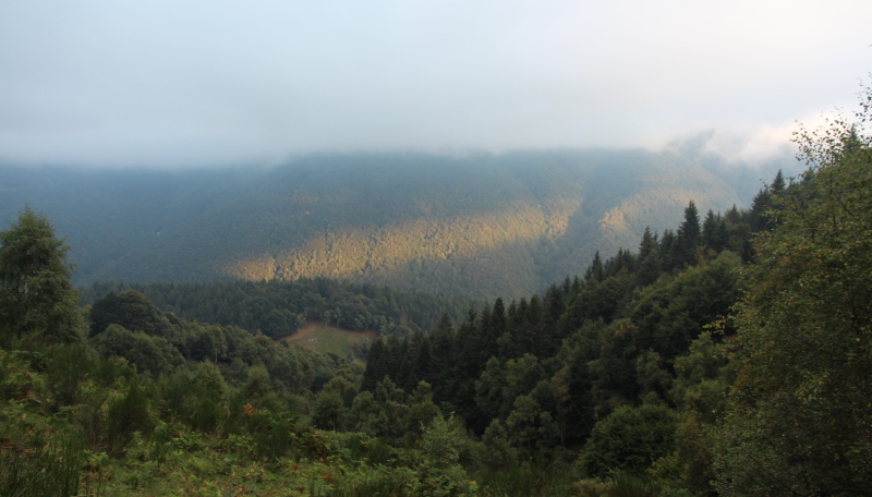 sera nel bosco