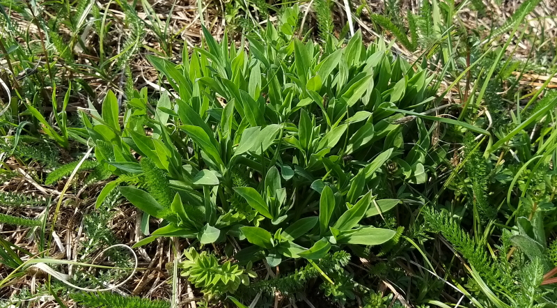 silene bianca