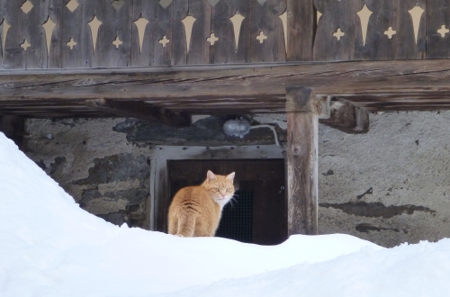gatto nella neve a Rima Valsesia
