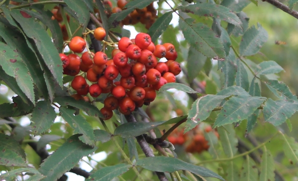 frutti del sorbo frutti del sorbo