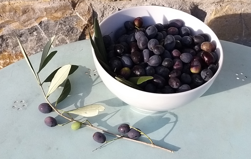 olive taggiasche salamoia