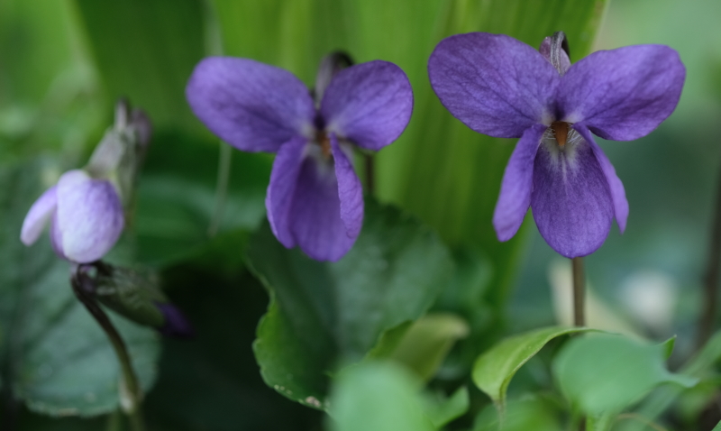 viola mammola