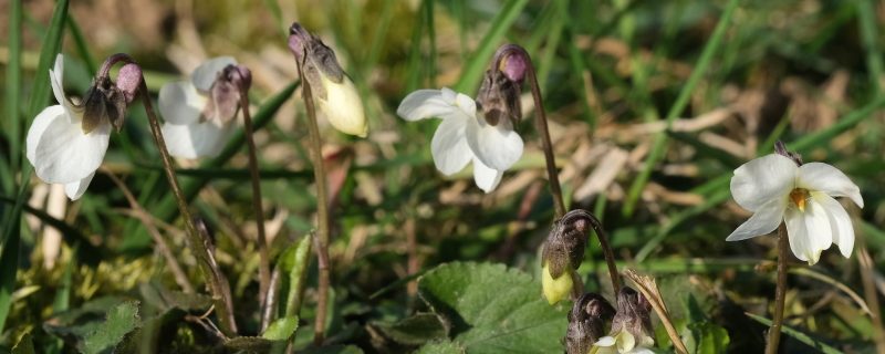 violette bianche