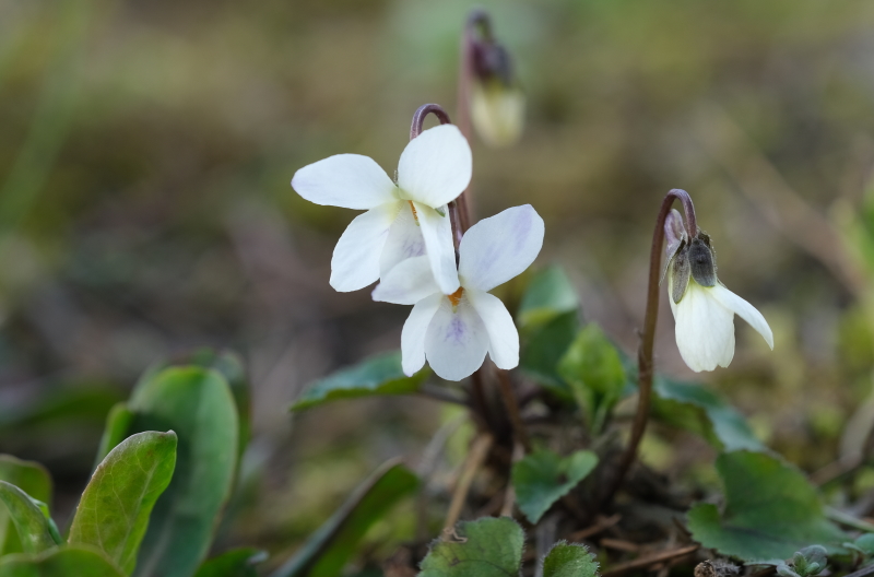 violette bianche terradellefate