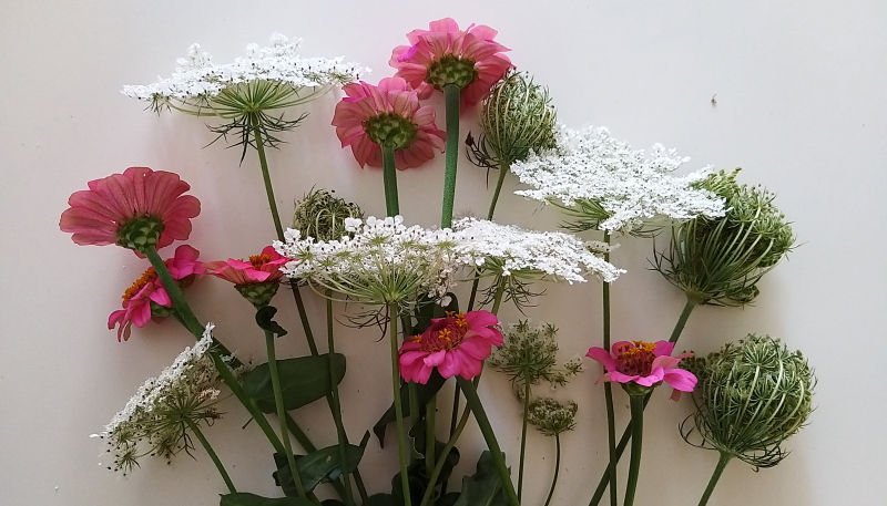 zinnie e achillea