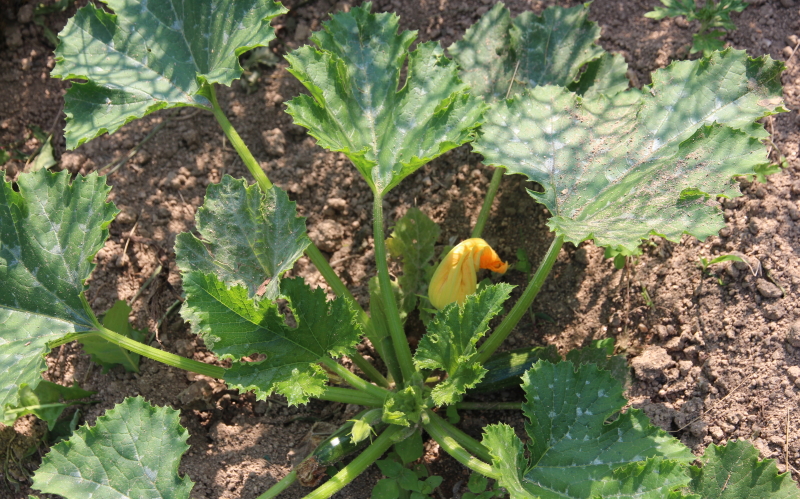 zucchine nell'orto